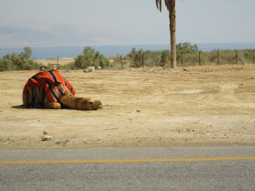 Camel in the Judean Desert near Ein Bokek and the Dead Sea, Israel 2011