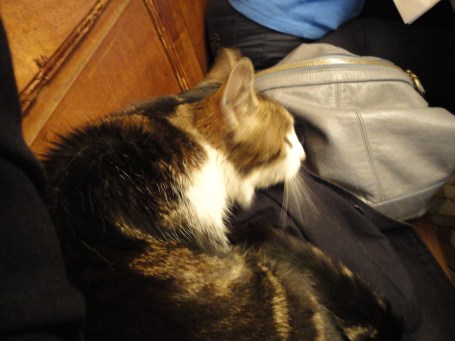 Cat who joined us for dinner at le Baratin. Paris May 31, 2012