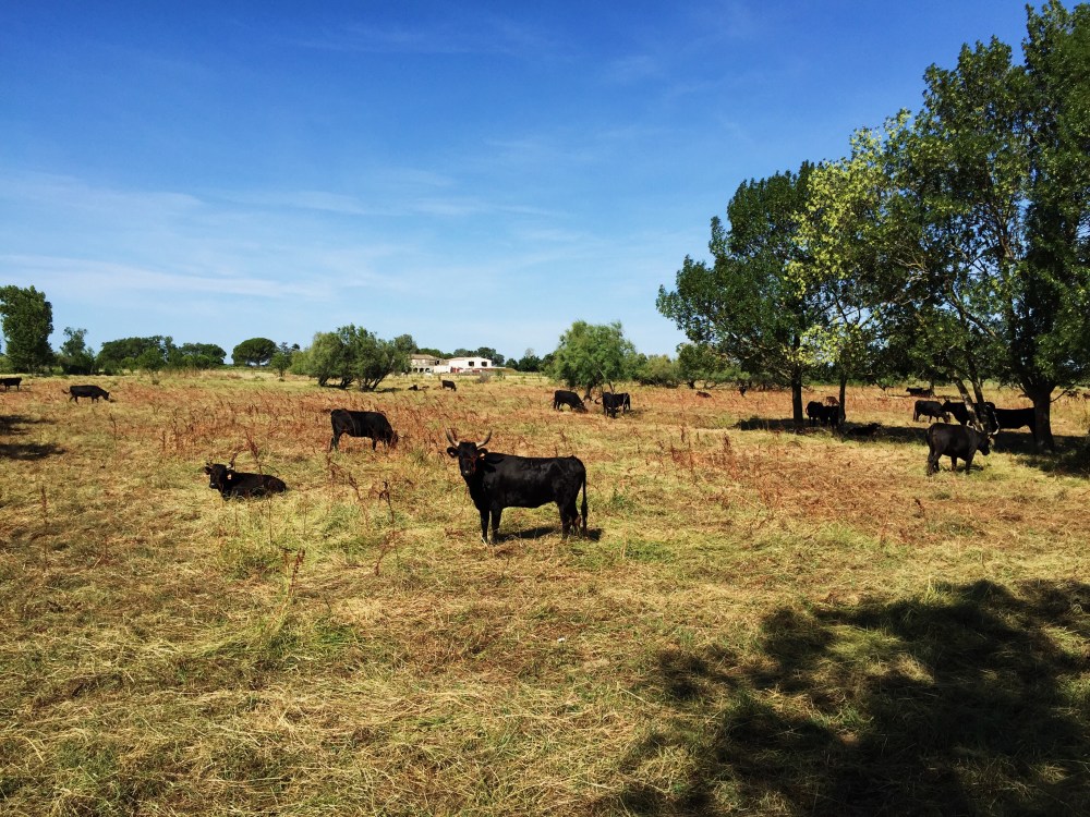 Bulls (raised in a manade), near Aimargues