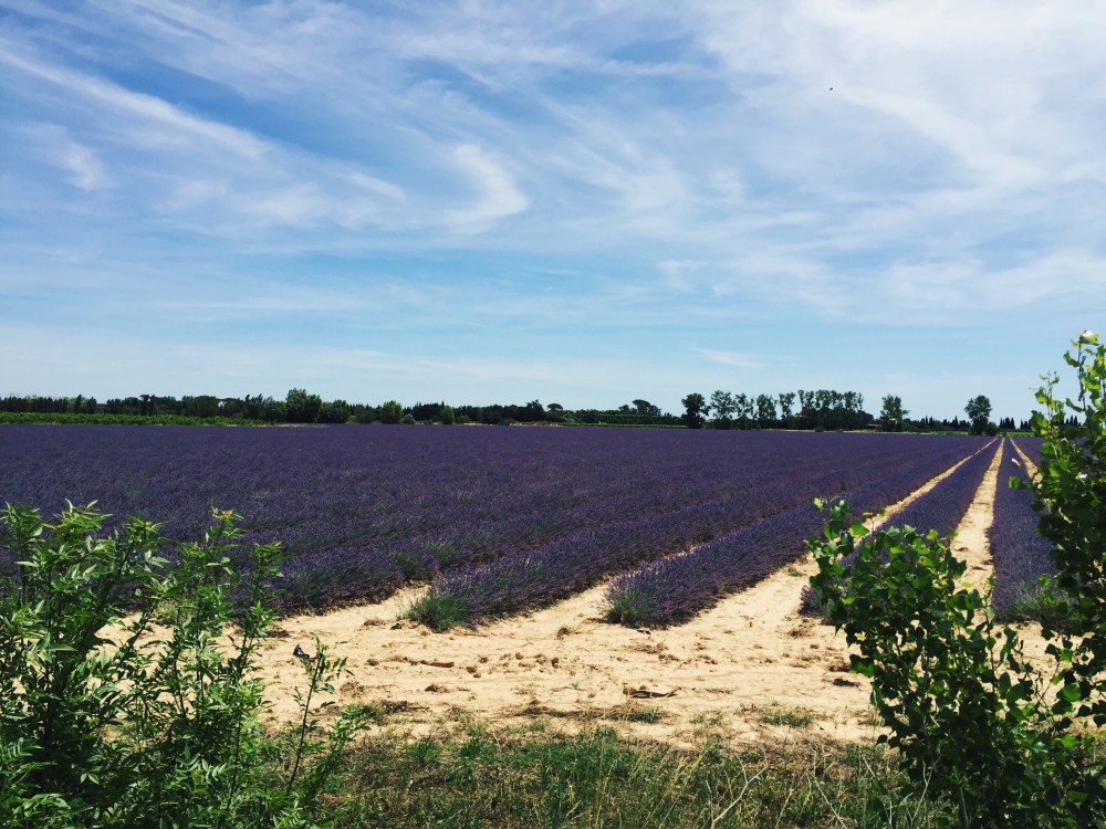 Lavender (near Aimargues, France)